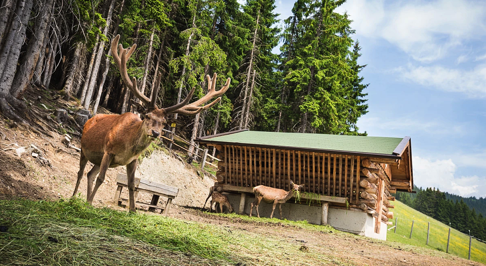 saalbach-sommer-familie-montelino-erlebniswelt-017-wildfütterung